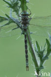 Western Spectre (Boyeria irene)