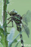 Western Spectre (Boyeria irene)