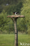 Scholekster (Haematopus ostralegus)