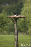 Scholekster (Haematopus ostralegus)