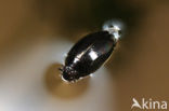 Whirligig beetle (Gyrinus substriatus)