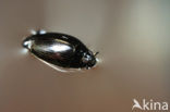 Whirligig beetle (Gyrinus substriatus)