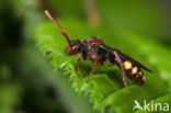 Sierlijke Wespbij (Nomada panzeri)