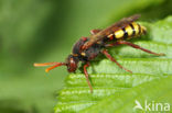 Signaalwespbij (Nomada signata)