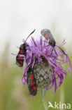 Six-spot Burnet (Zygaena filipendulae)