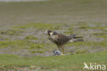 Slechtvalk (Falco peregrinus) 