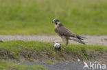 Slechtvalk (Falco peregrinus) 