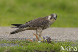 Slechtvalk (Falco peregrinus) 