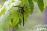 Smaragdlibel (Cordulia aenea)