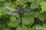 Downy Emerald (Cordulia aenea)