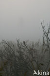 Savi’s Warbler (Locustella luscinioides)