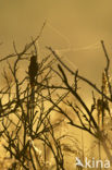 Savi’s Warbler (Locustella luscinioides)