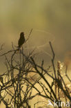 Savi’s Warbler (Locustella luscinioides)