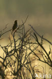 Savi’s Warbler (Locustella luscinioides)