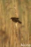 Savi’s Warbler (Locustella luscinioides)