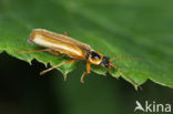 Soldaatje (Cantharis decipiens)