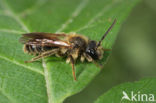 Sporkehoutzandbij (Andrena fulvida) 