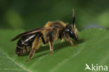 Sporkehoutzandbij (Andrena fulvida) 