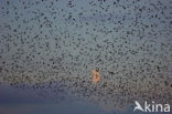 European Starling (Sturnus vulgaris)