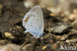 Short-tailed Blue (Cupido argiades)
