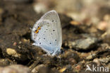Short-tailed Blue (Cupido argiades)