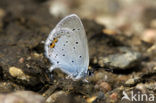 Short-tailed Blue (Cupido argiades)