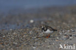 Ruddy Turnstone (Arenaria interpres)