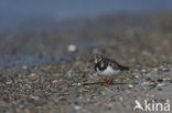 Steenloper (Arenaria interpres)