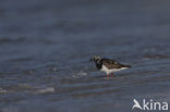 Ruddy Turnstone (Arenaria interpres)