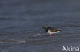 Steenloper (Arenaria interpres)