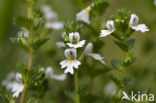 Stijve ogentroost (Euphrasia stricta) 