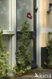 Hollyhock (Alcea rosea)