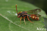 Wasp-bee (Nomada striata)