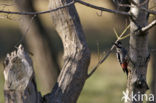 Syrische Bonte Specht (Dendrocopos syriacus)