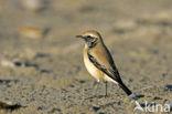 Desert Wheatear (Oenanthe deserti)