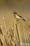 Desert Wheatear (Oenanthe deserti)