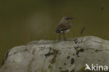 Northern Wheatear (Oenanthe oenanthe)