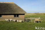 Texelaar schaap (Ovis domesticus)