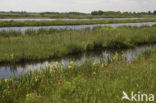 Tienhovense plassen