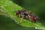 Tweekleurige wespbij (Nomada integra) 