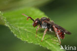 Tweekleurige wespbij (Nomada integra) 