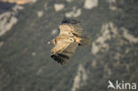 Eurasian Griffon (Gyps fulvus)