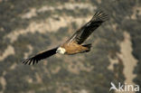 Eurasian Griffon (Gyps fulvus)