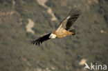 Eurasian Griffon (Gyps fulvus)