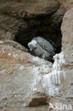 Eurasian Griffon (Gyps fulvus)