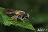 Andrena helvola