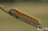 Grass Eggar (Lasiocampa trifolii)