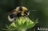 heath bumblebee (Bombus jonellus)