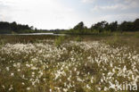 Veenpluis (Eriophorum angustifolium)