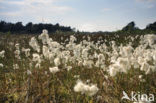 Veenpluis (Eriophorum angustifolium)